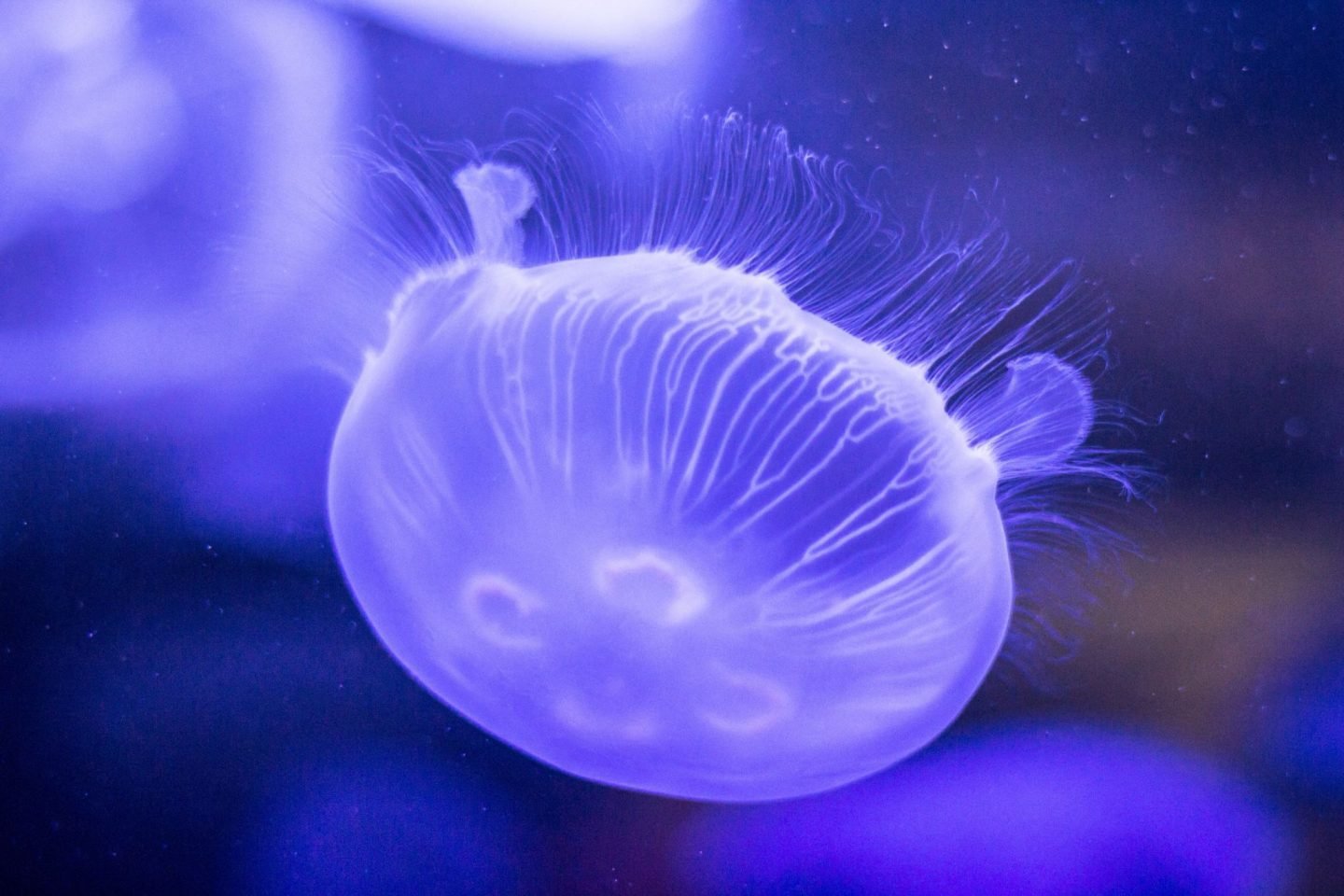 A Comprehensive Guide to Vancouver Aquarium: Things to Do and See