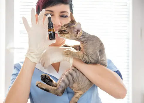 How to Give CBD Oil to Your Beloved Cat?