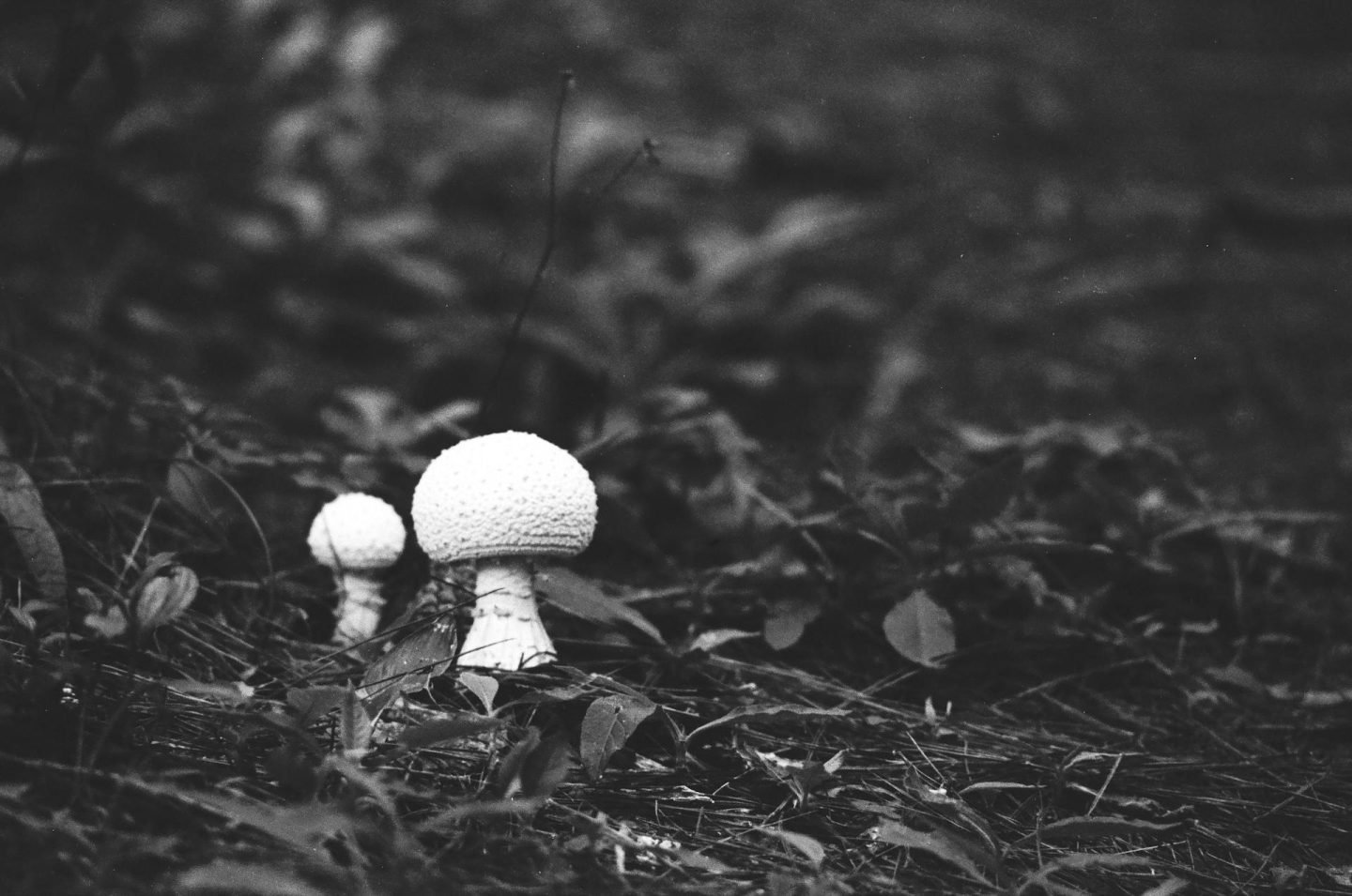 mushrooms