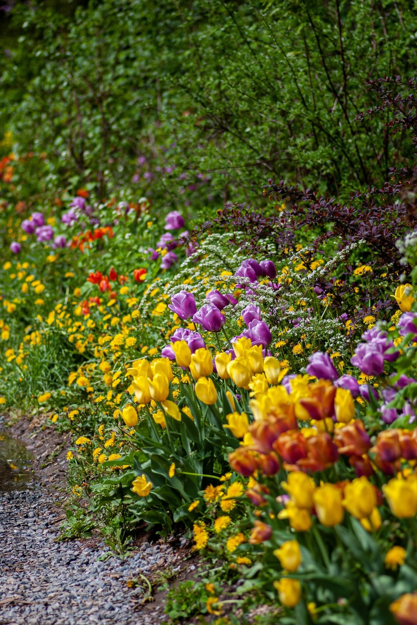 Revitalize Your Garden: 6 Essential Steps to Spring Bliss