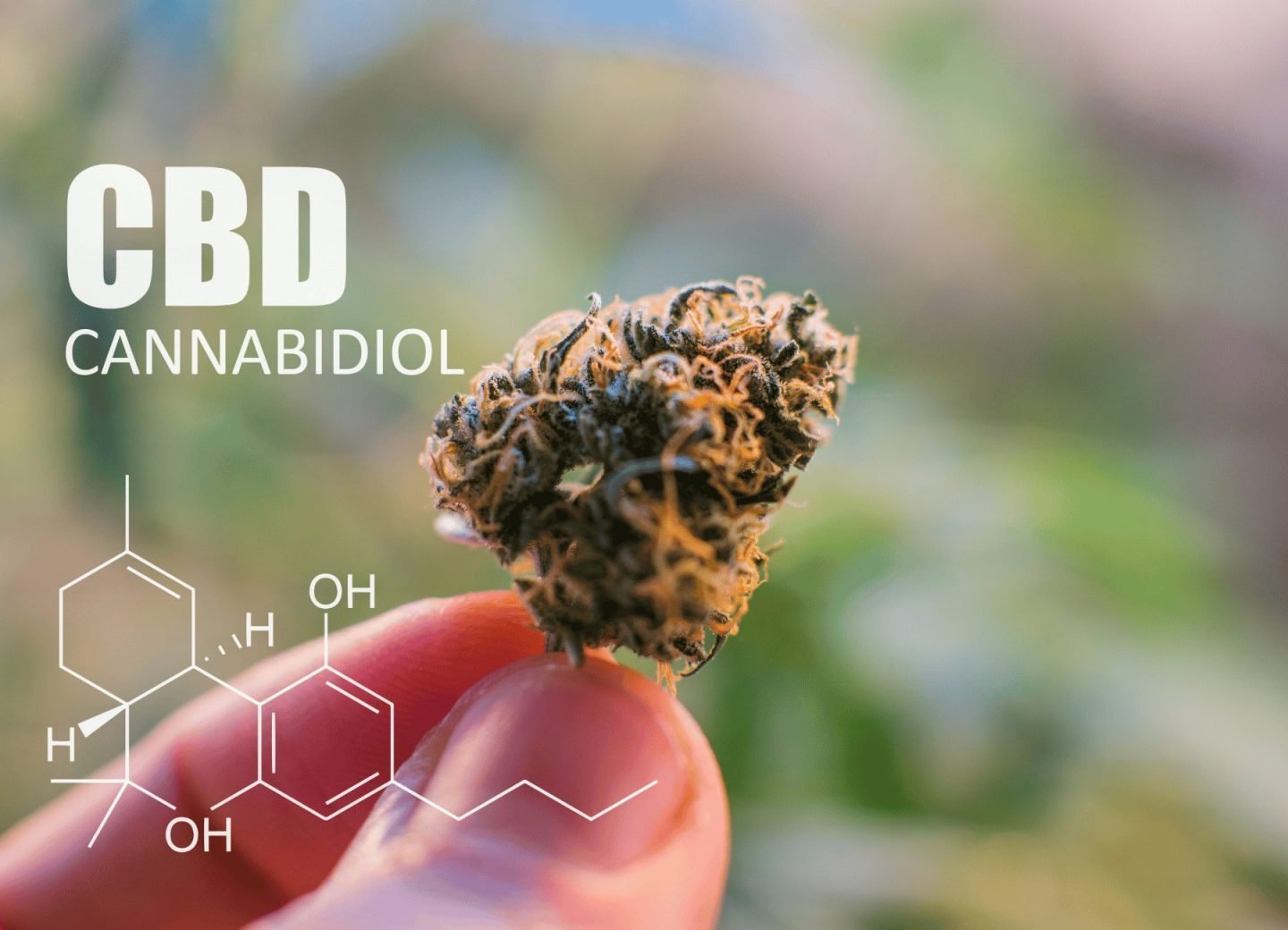 Demystifying Modern Cannabinoids: A Helpful Guide to HHC, THC-O, D8, and D9