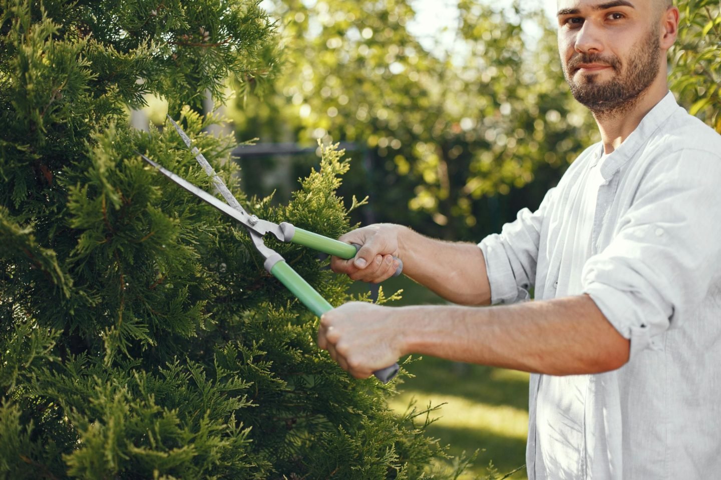 The Essential Guide to Tree Care and Maintenance