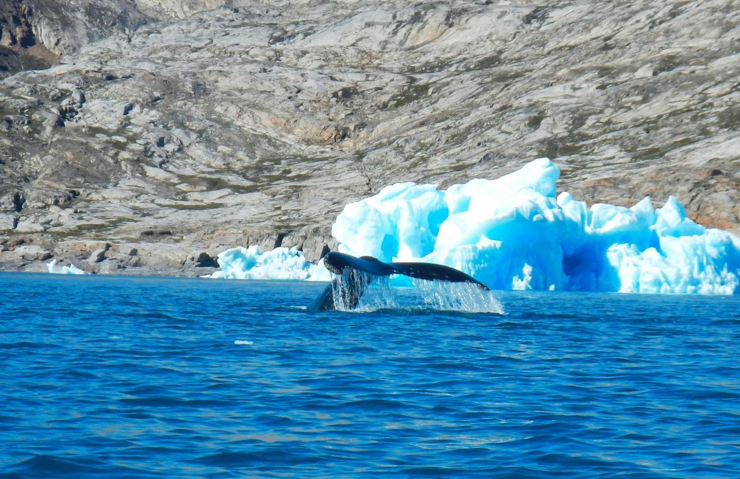 A Guide to Kauai’s Whale Watching Locations and Tips