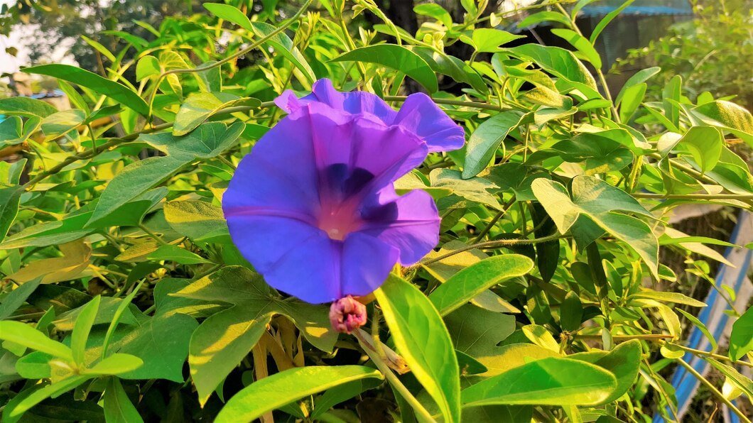 5 Tips for Removing Morning Glory from Flower Beds